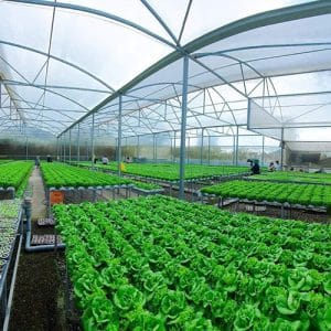 Vườn rau hữu cơ tại Park Hyatt Phú Quốc