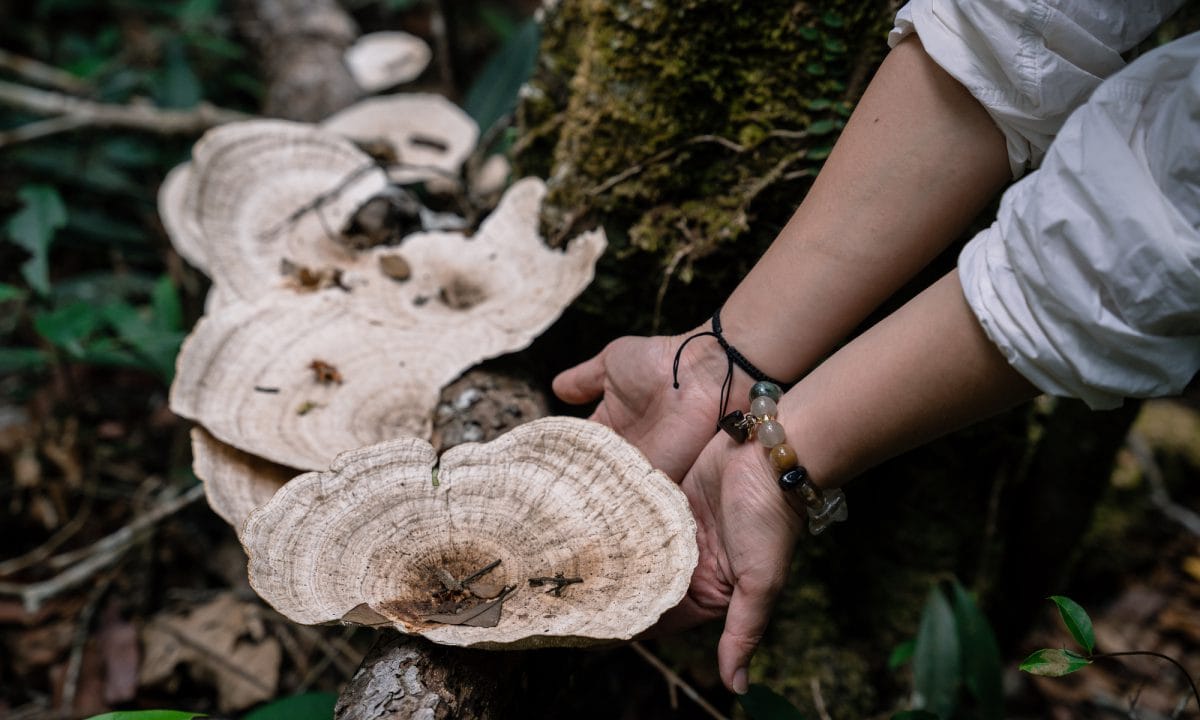 Những cây nấm có kích cỡ to như bàn tay người