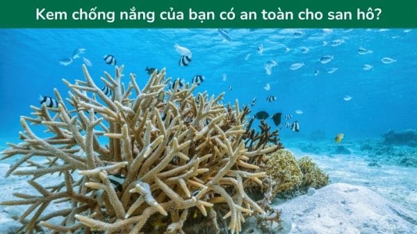 Du Lich Xanh Tai Phu Quoc Trai Nghiem Du Lich Ben Vung 5